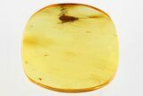 Fossil Caddisfly (Trichoptera) In Baltic Amber - Patterned Wings #310798-1